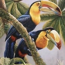 Схема вышивки «птицы тукан»