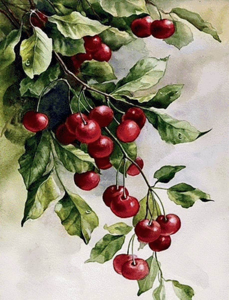 акварель- вишня - растение, вишня, природа - предпросмотр