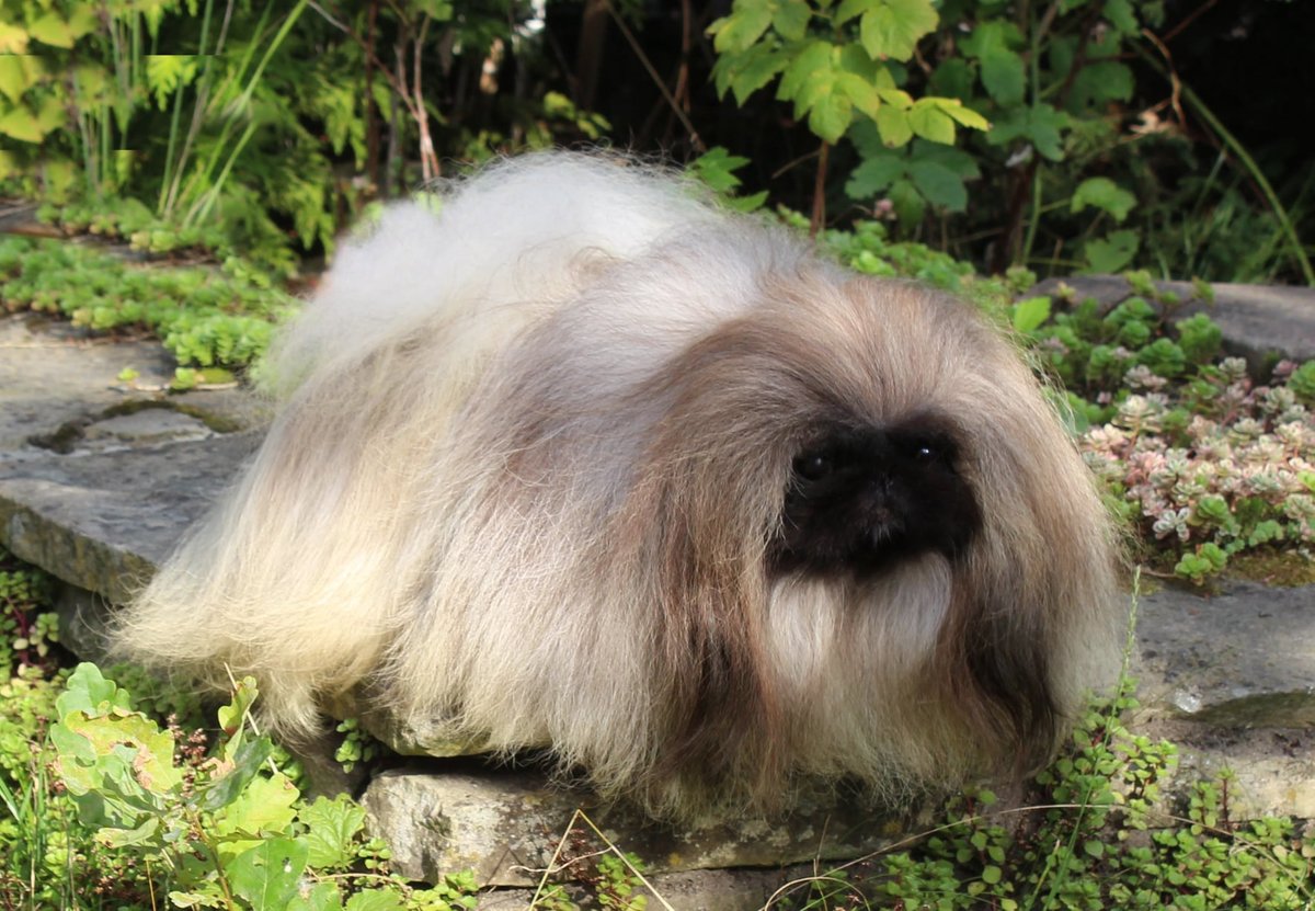 Пекинесс2 - пекинесс - оригинал