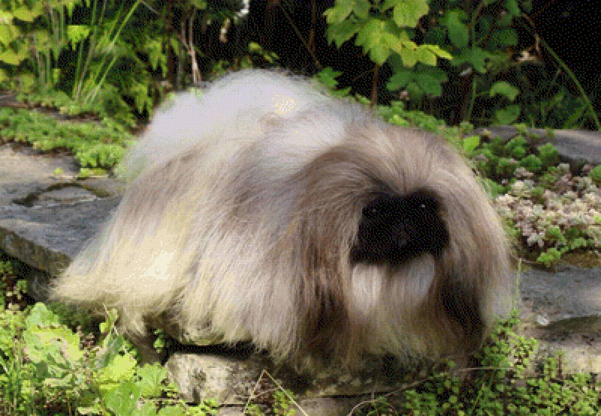 Пекинесс2 - пекинесс - предпросмотр