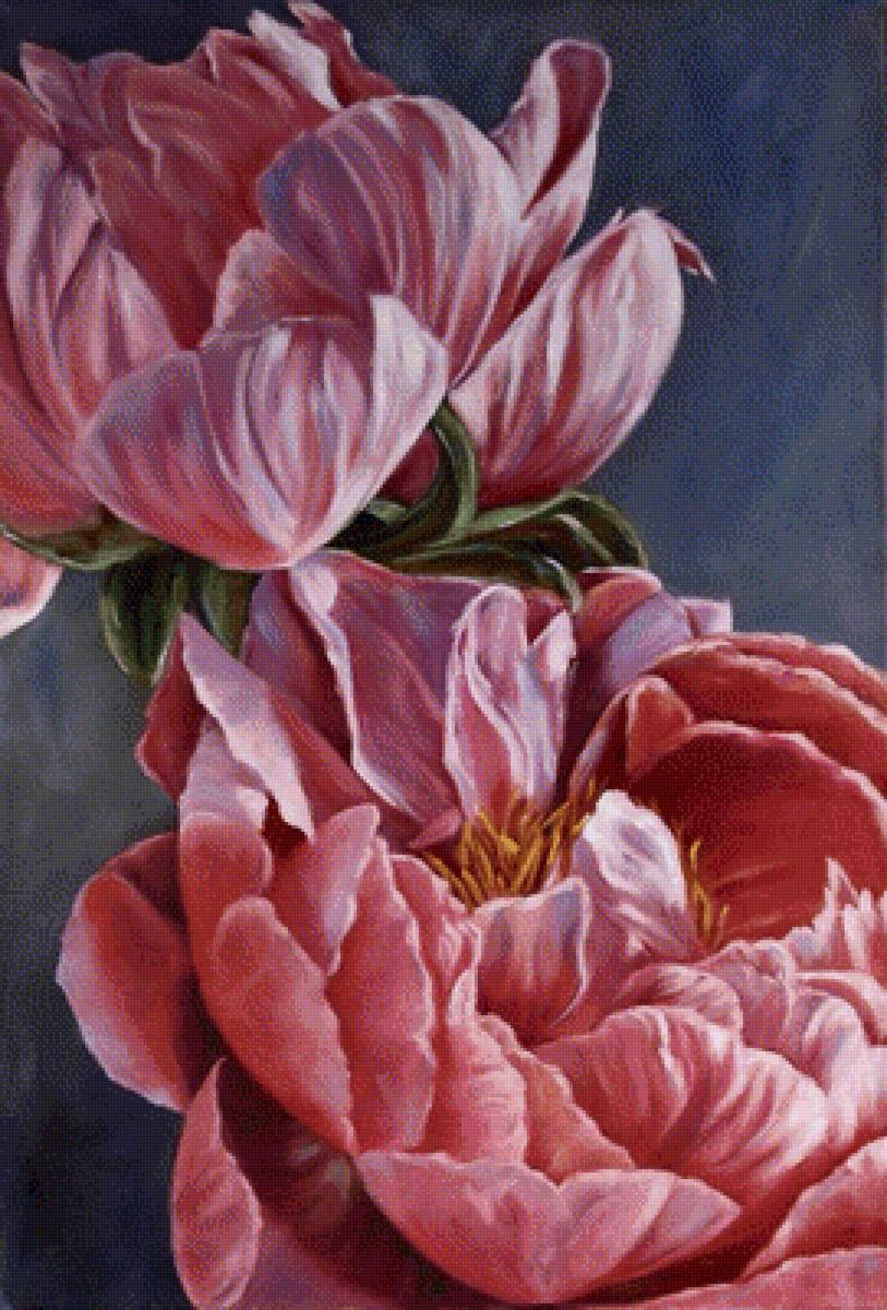 пион - пионы, растения, цветы - предпросмотр