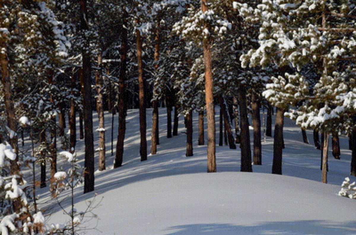 Зимний лес - лес, зима - предпросмотр