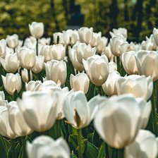 Схема вышивки «tulipanes»