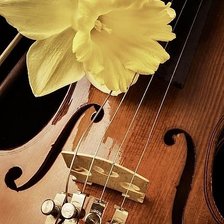 Схема вышивки «скрипка и нарцисс»