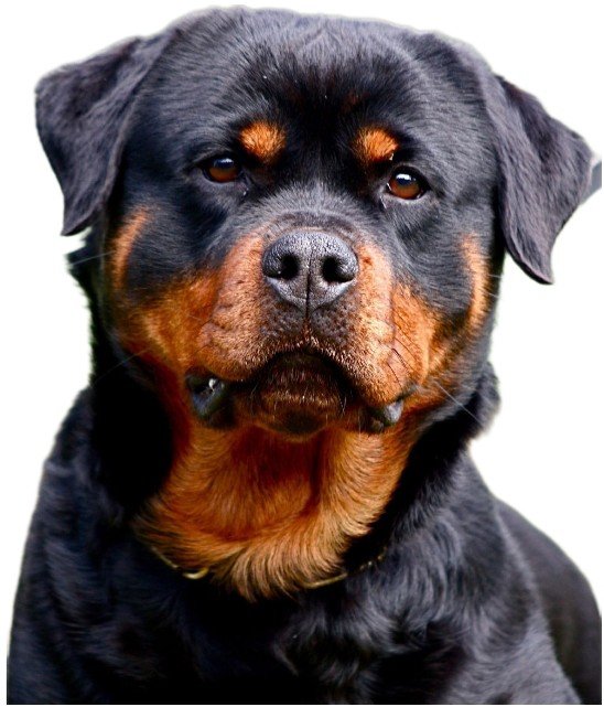 Ротвейлер папа 3 - ротвейлер - оригинал