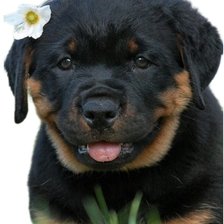 Схема вышивки «Ротвейлер дочка3»