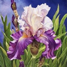 Схема вышивки «ирисы»