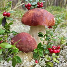 Схема вышивки «Грибная пора»