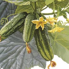 Схема вышивки «№2529157»