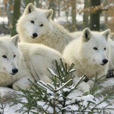 Схема вышивки «Волки»