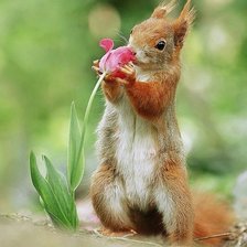 Схема вышивки «Белка и цветок»