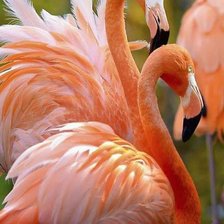 Схема вышивки «Фламинго»