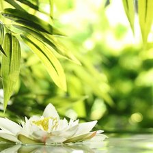 Схема вышивки «Кувшинка»