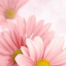 Схема вышивки «Цветы»