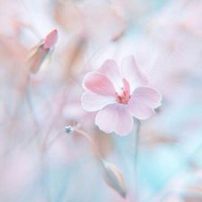 Схема вышивки «Цветы»