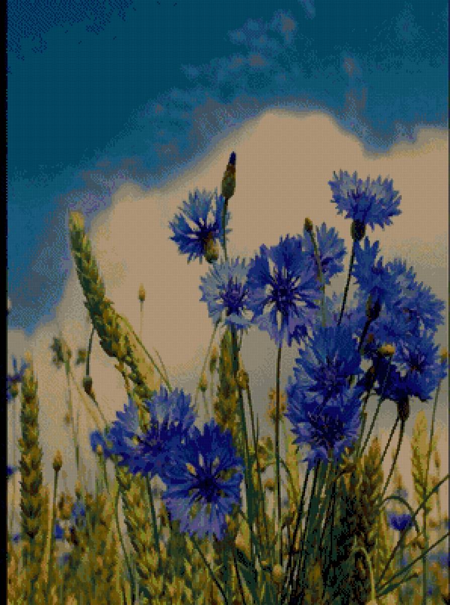 Васильки в пшенице - полевые, цветы - предпросмотр