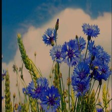 Схема вышивки «Васильки в пшенице»