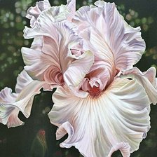 Схема вышивки «красавец Ирис»