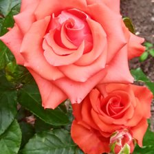 Схема вышивки «Розы»