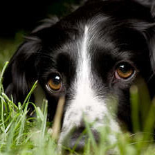 Схема вышивки «Собака»