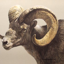 Схема вышивки «№2531116»