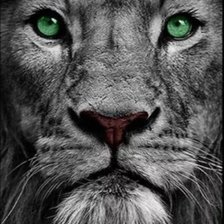 Схема вышивки «Лева»