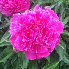 Схема вышивки «Лето. Пионы»