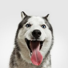 Схема вышивки «Собака»