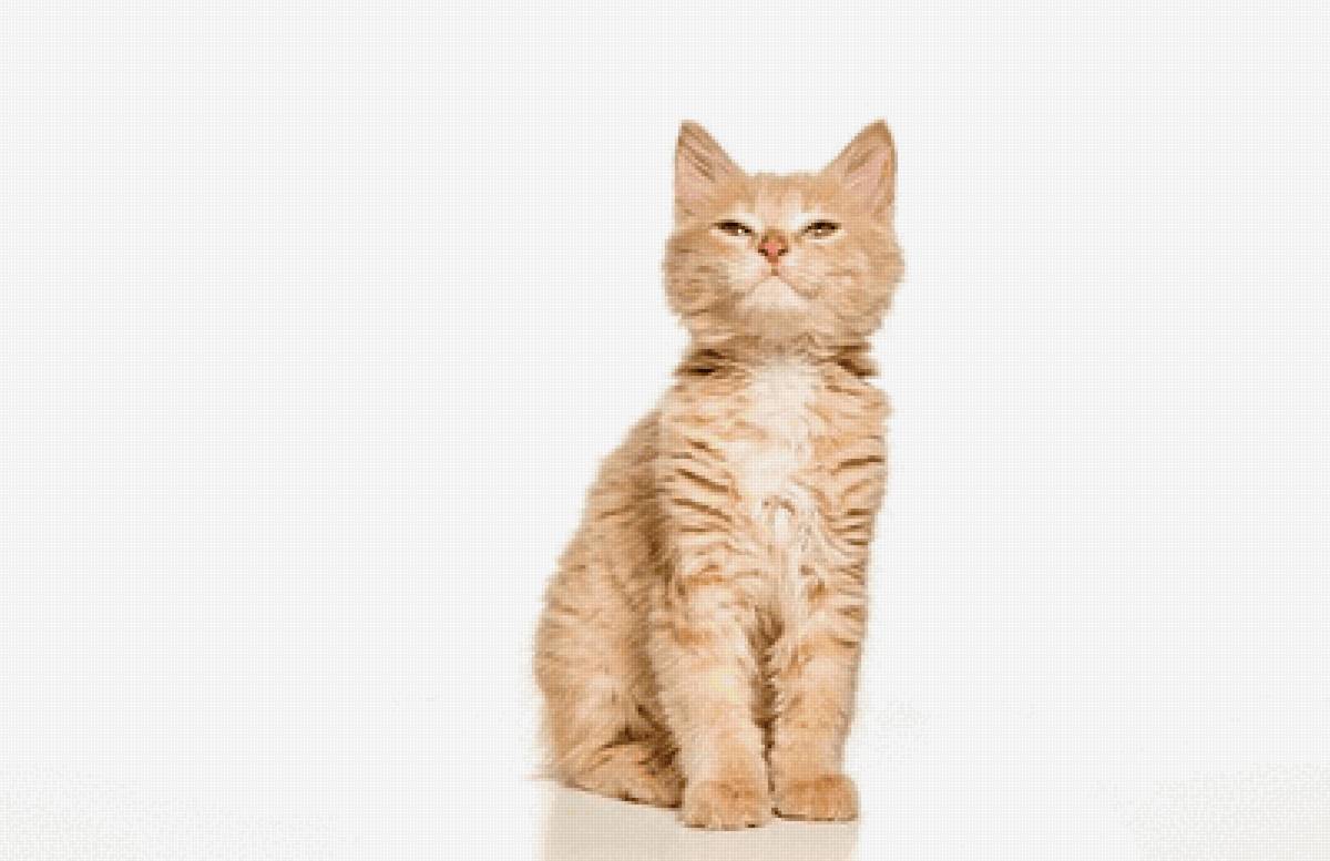 Рыжик - котик - предпросмотр