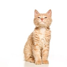 Схема вышивки «Рыжик»