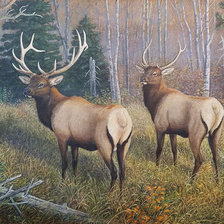 Схема вышивки «№2531800»