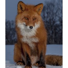 Схема вышивки «Лиса»