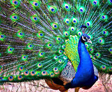 Схема вышивки «pavlin»