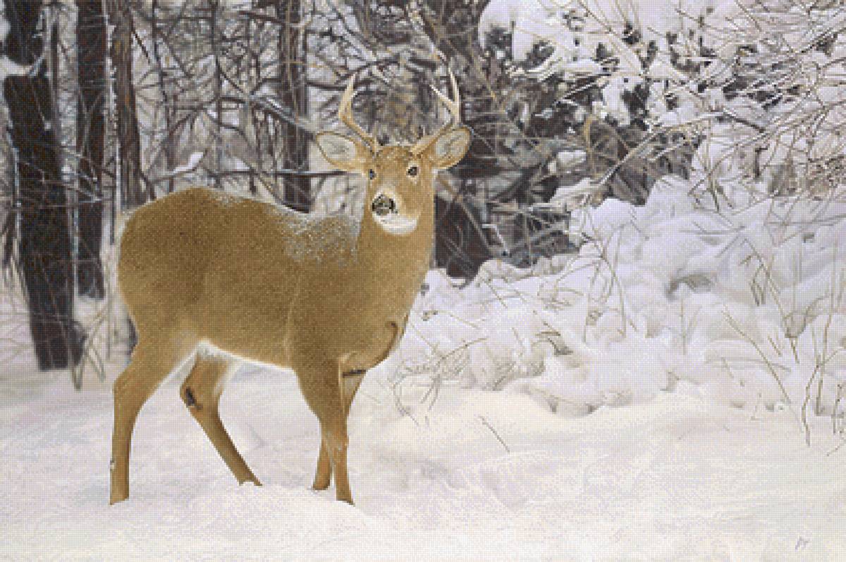 №2532370 - предпросмотр