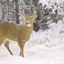 Схема вышивки «№2532370»