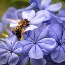 Схема вышивки «пчела на флоксе»