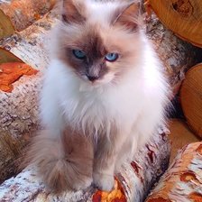 Схема вышивки «пушистик»