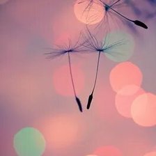 Схема вышивки «Одуванчики»