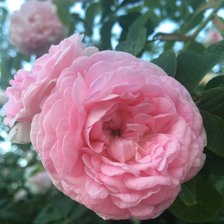 Схема вышивки «Роза»