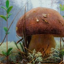 гриб в тайге