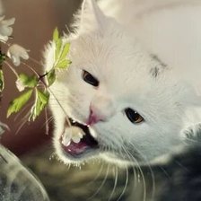 Схема вышивки «Котик»