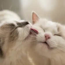 Схема вышивки «Сладкая парочка»