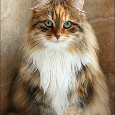 Схема вышивки «№2534111»