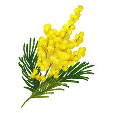 Схема вышивки «Веточка мимозы»