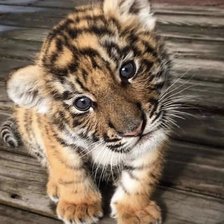 Схема вышивки «Тигрёнок»