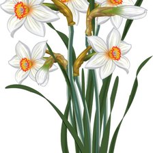 Схема вышивки «Нарциссы»