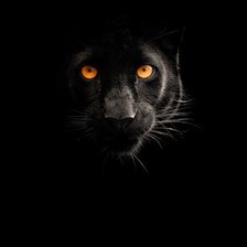 Схема вышивки «Пантера»