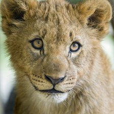 Схема вышивки «Львёнок»