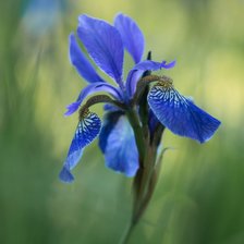 Схема вышивки «Ирис»