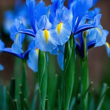 Схема вышивки «Голубые ирисы»